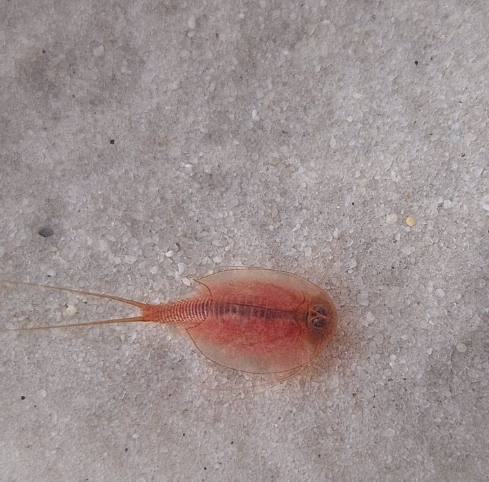 Акваріумний набір Triops (щитні, тріопси, триопсы)