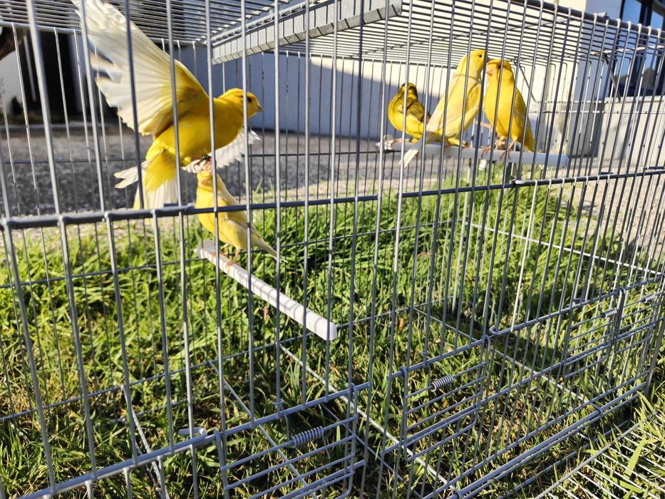 Canários Amarelos Satiné e Melânicos de 2026