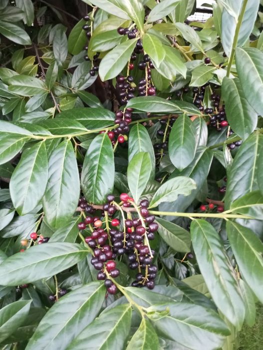 Лавровишня є як насіння,кущик і великий кущ