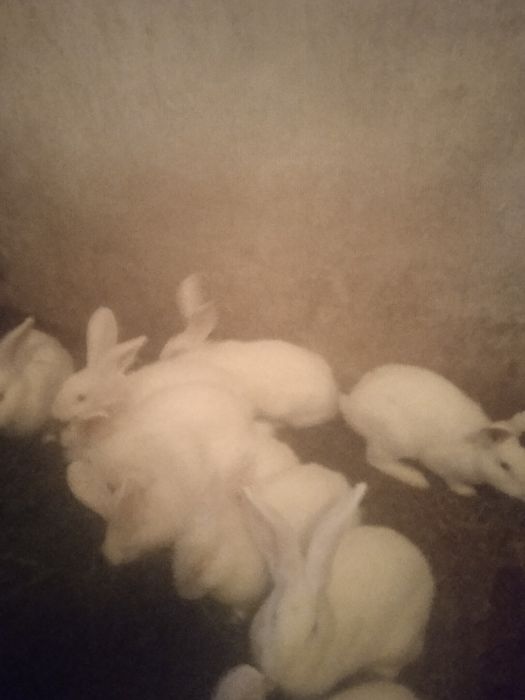 Sprzedam młode króliki termondzkie