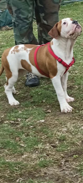 Buldog Amerykański Suczka 4 miesiące (American Bulldog) Hodowla Bodybu