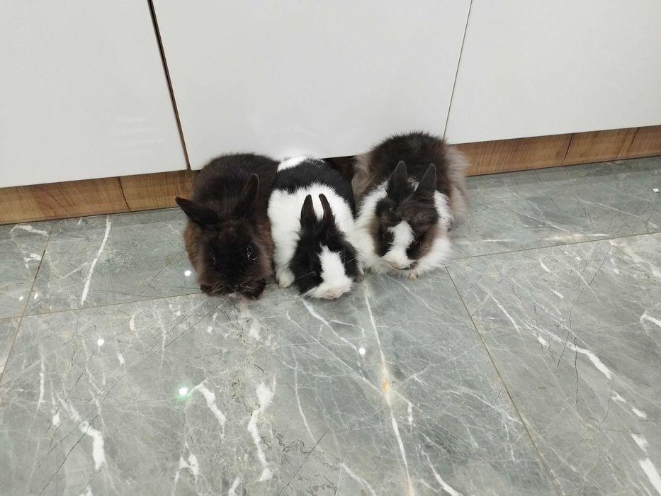 Króliki miniaturki Teddy