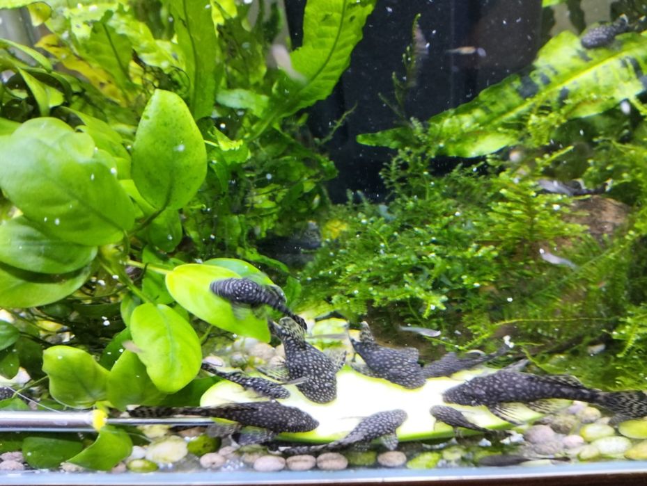 Vendo várias plantas de aquário
