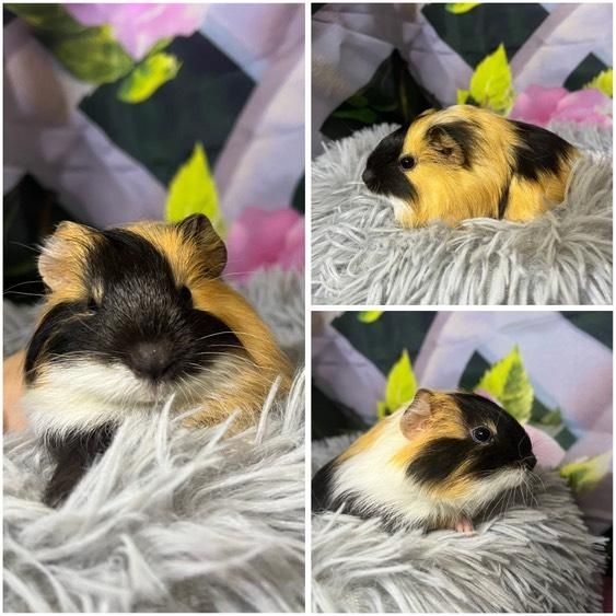 Świnki Morskie Cavie