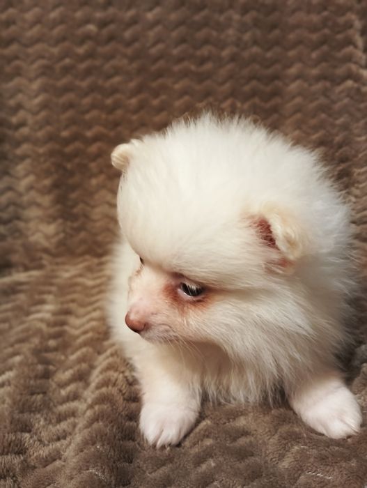 Szpic miniaturowy pomeranian