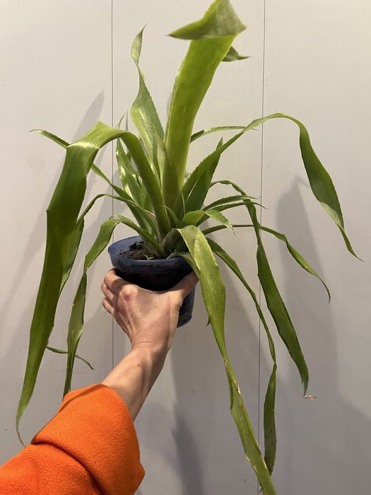 Бильбергия ( розовая)