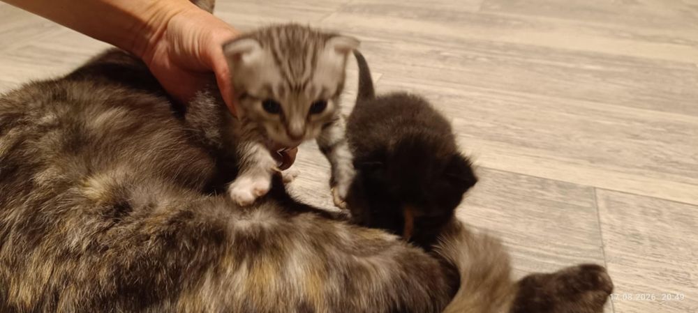 Кошенята в добрі руки