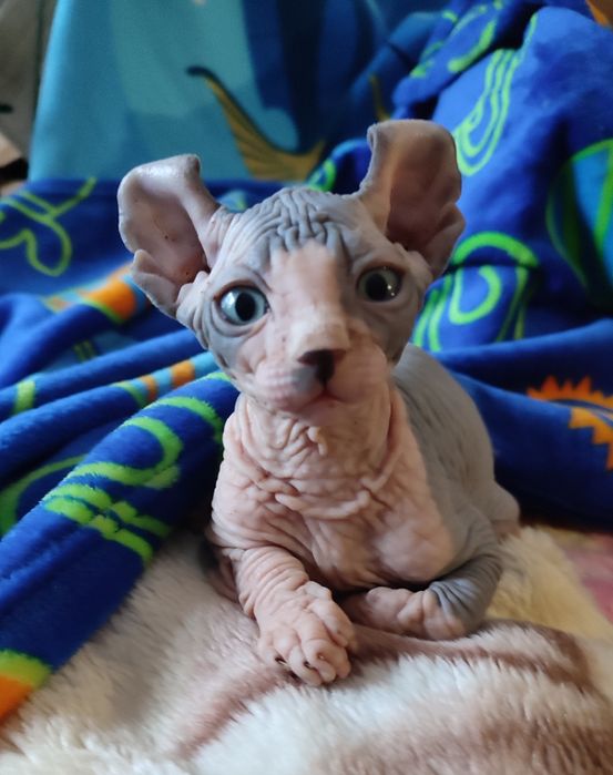 Продам котят канадский сфинкс