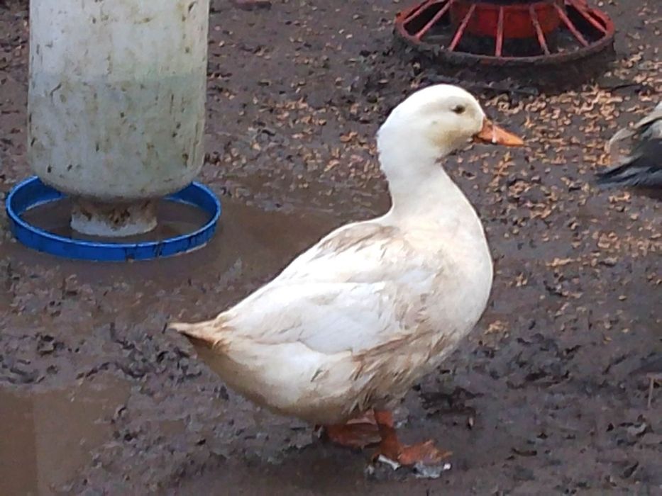 Kaczki Call duck parka