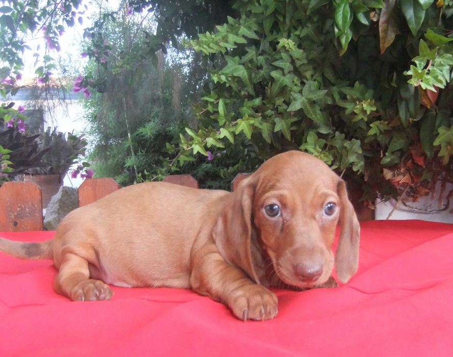 cachorro  teckel miniatura