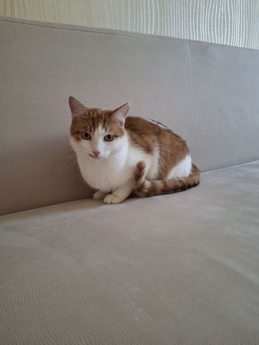 Кастрированный бело-рыжий котёнок-подросток ищет дом! Отдам в хорошие