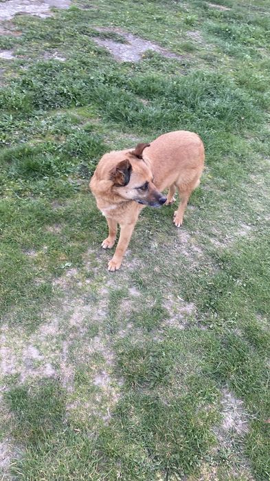 Piesek do adopcji