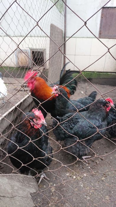 Інкубаційне яйце мідного марана