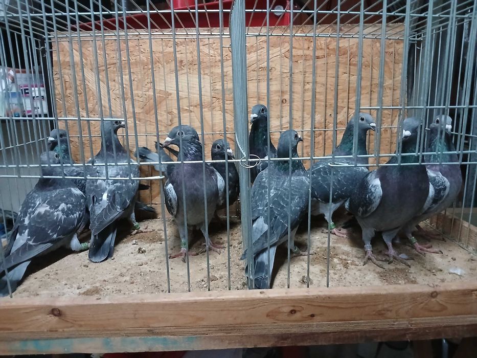 młode późniejsze gołębie pocztowe