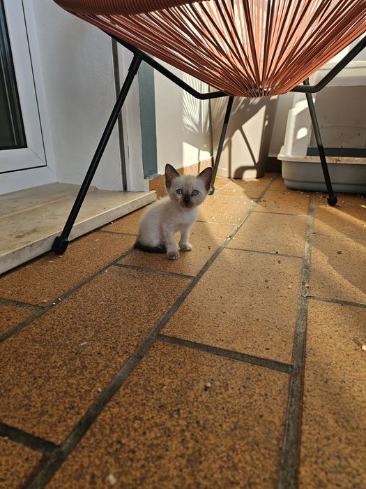 Gatos bebés para adoção
