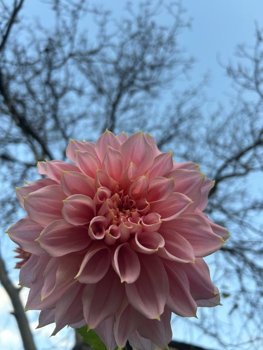 Жоржина сортова