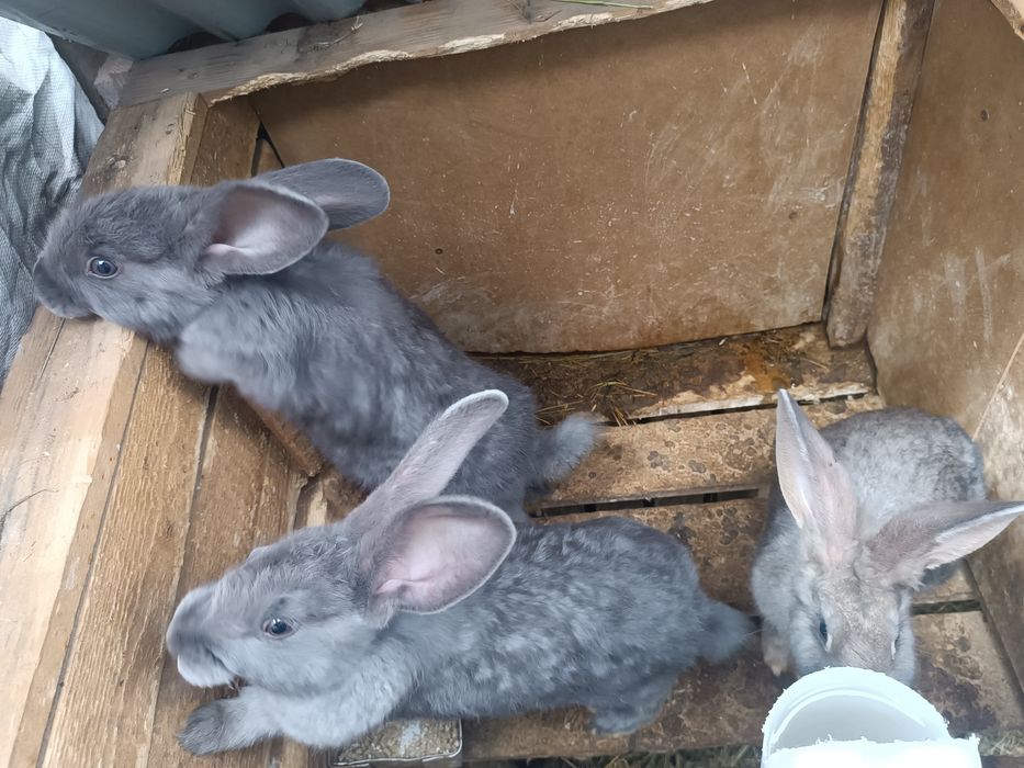 Продам кроликів.