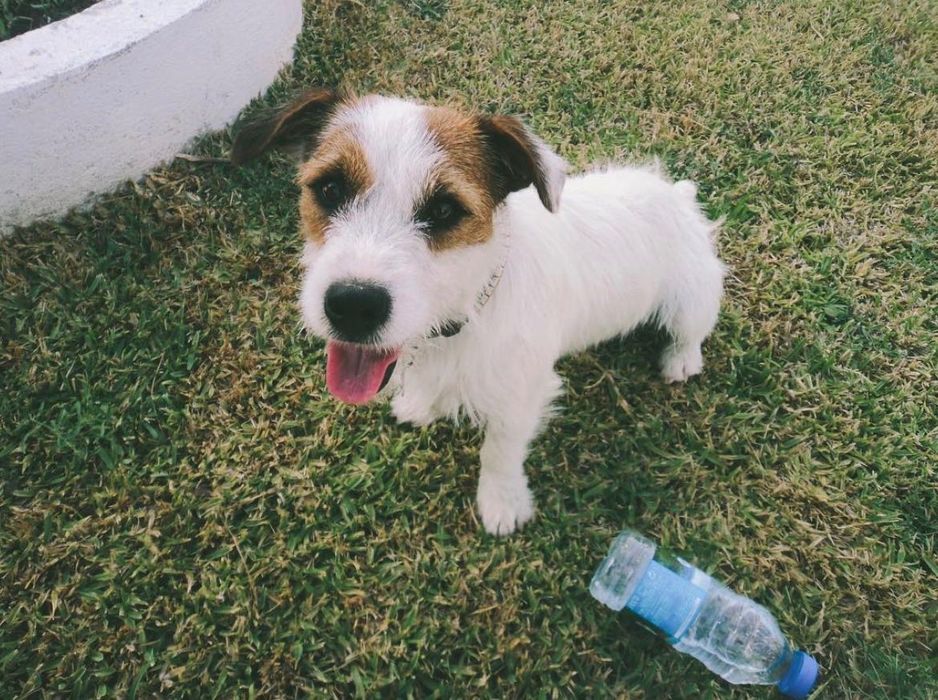 passeio de cães / dog walking - pet sitting (Massamá)