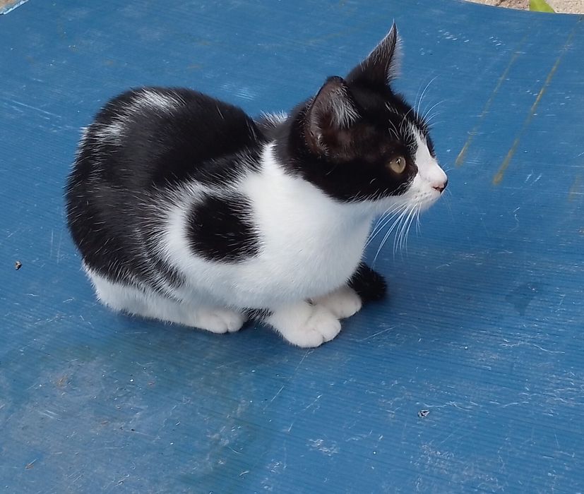 Animais para adoção