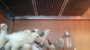 Инфракрасная пленка ENERPIA (Корея) Теплый пол пленочный Опт!