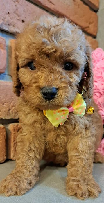 Cavapoo śliczna dziewczynka