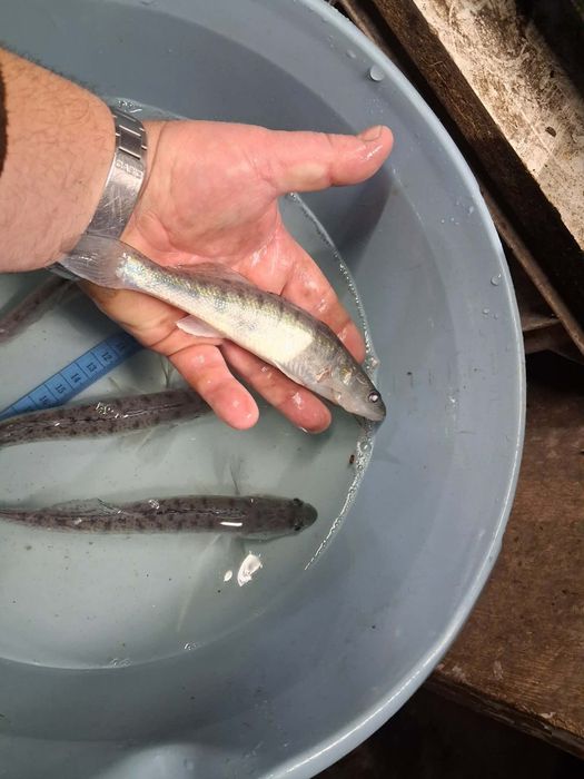 Złotą karaś amur karp koi