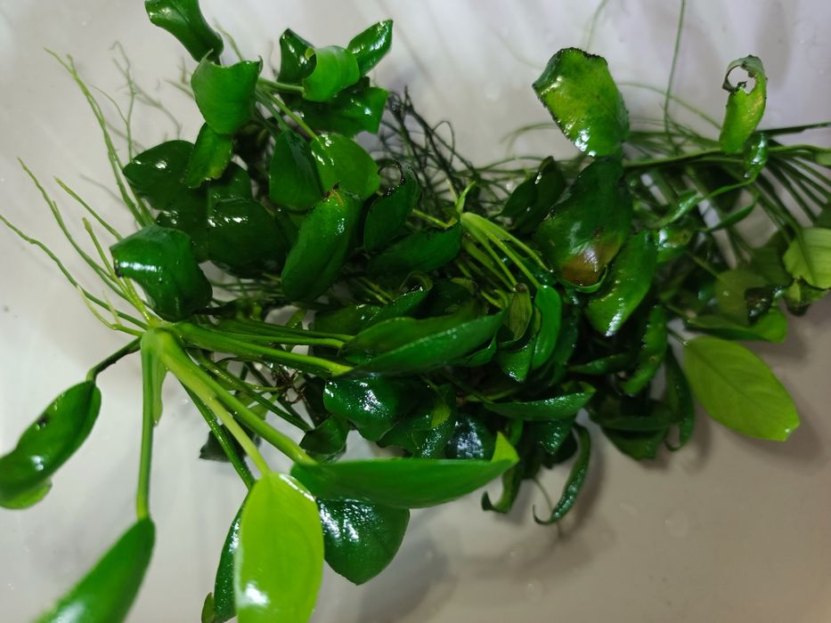 Anubias roślina akwariowa
