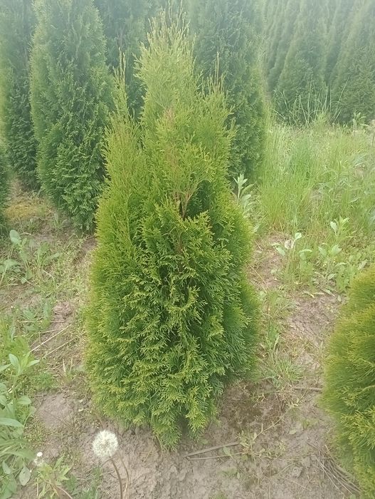 Tuja szmaragd 100 cm