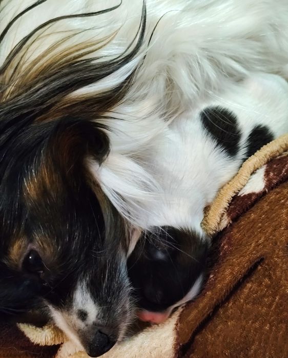 Papillon  piesek  ZKwP/FCI