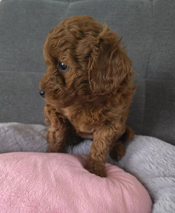 Pudel miniatura sunia pudelek red