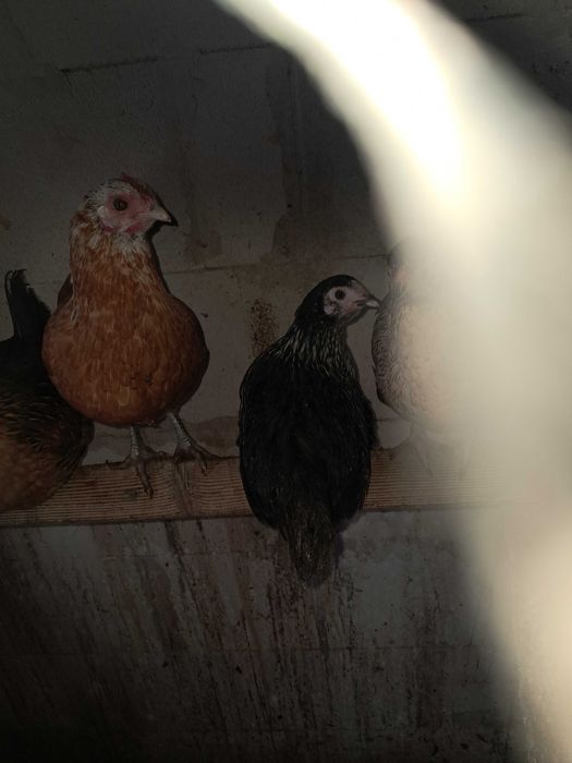 Sprzedam kury liliputy