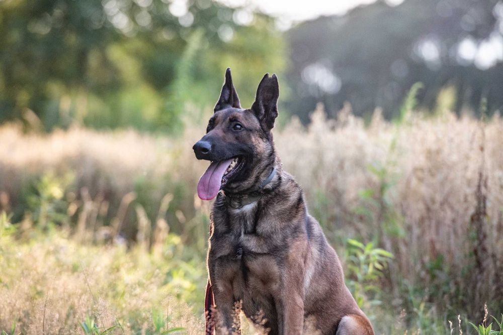 Waleczny Mars szuka swoich ludzi - psiak w typie belg malinois