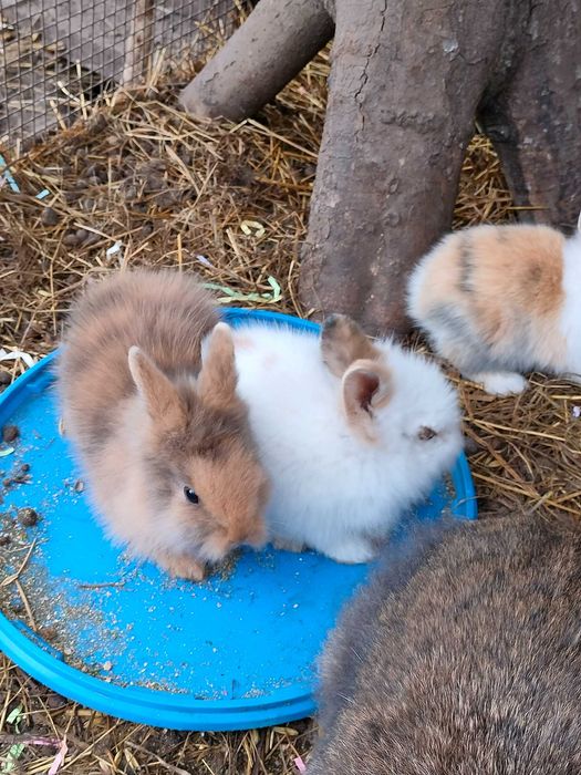Królik miniaturka króliczki młode śliczne