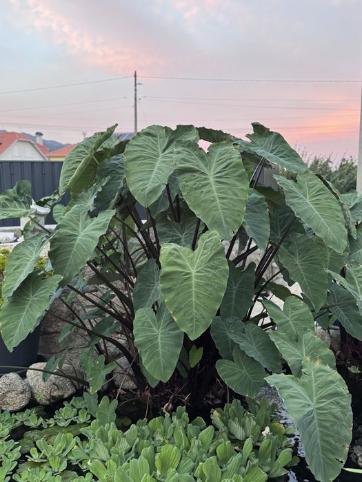 Plantas aquaticas
