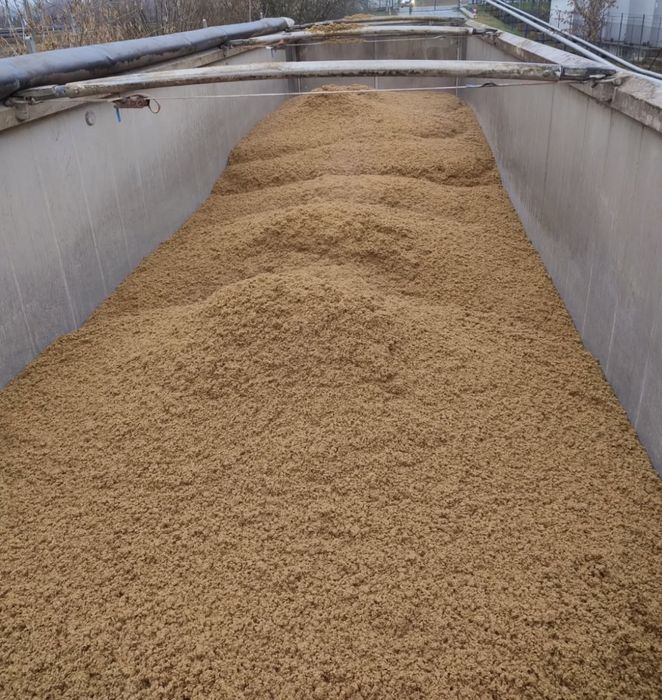 Młóto browarniane jęczmienne dla bydła