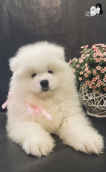 Samoyed / Самоїд