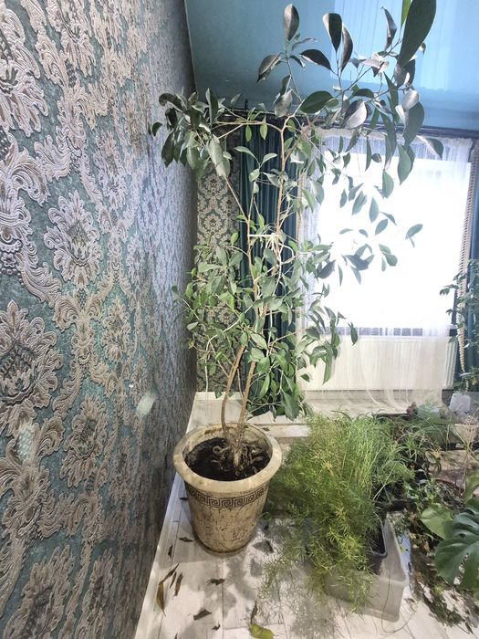 Фікус Бонсай Гінсенг