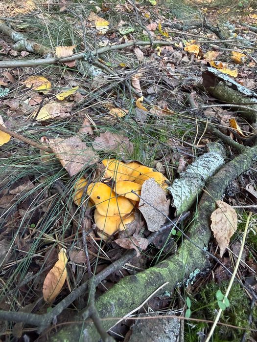 12 osobowy - Leśny Domek Puszcza Notecka