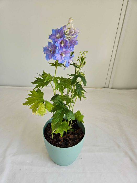 Ostróżka niebieska Sky Blue 45cm C1,5 – bylina ogrodowa + nawóz gratis