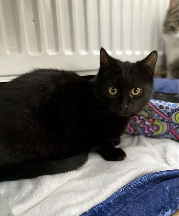 Lękliwy Tom czeka na cierpliwego opiekuna