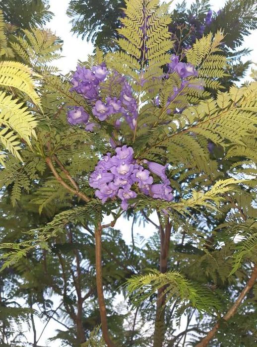 Jacarandá - Jacaranda mimosifolia