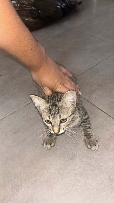 gatinho bebe  para adocao responsavel