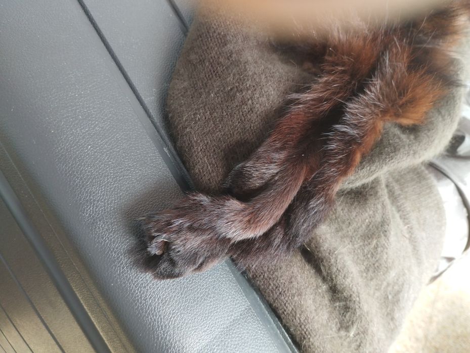 Casaco curto com raposa