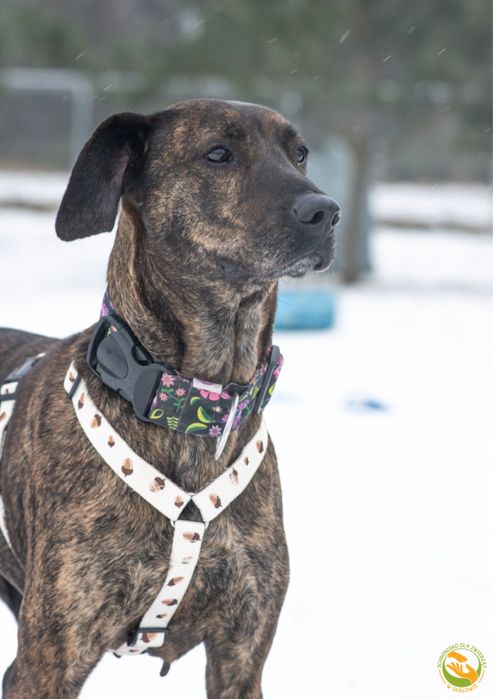 Dora piękna sunia do adopcji