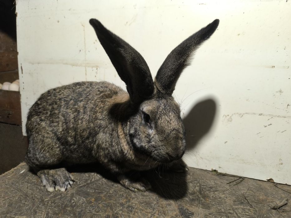 Sprzedam samca królika