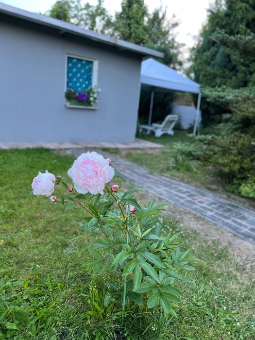Sprzedam Działka ROD Oleśnica - Widok 4