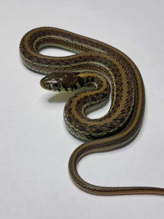 Wąż pończosznik Thamnophis eques obscurus różne odmiany
