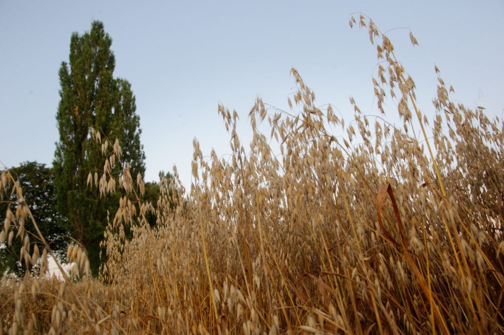 Owies Bingo tegoroczny