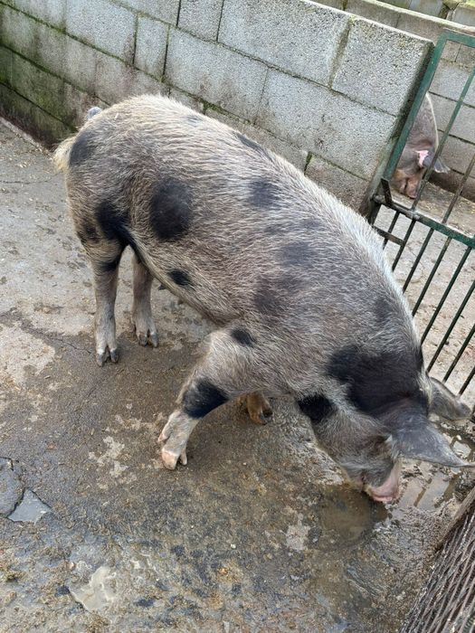 porca pietrain  para venda