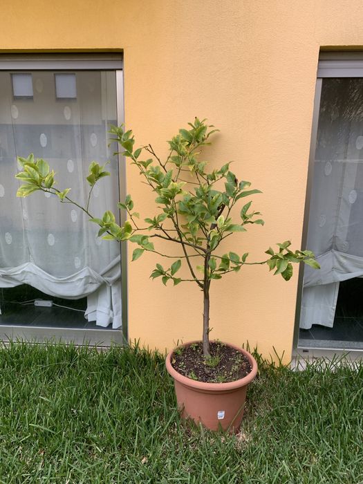 Arvores frutas em vaso
